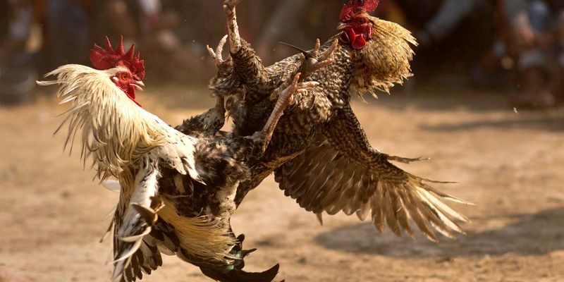 Đá gà Fun88 nên chơi